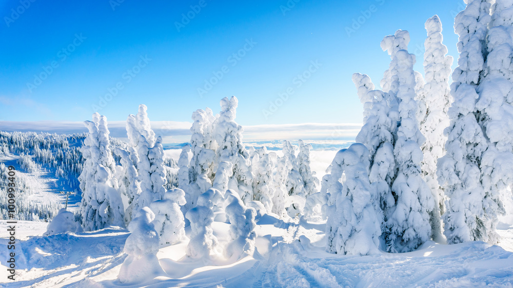 Trees fully covered in snow and ice in the high alpine mountains near the village of Sun Peaks in the Shuswap Highlands of central British Columbia, Canada Trees fully covered in snow and ice in the high alpine mountains near the village of Sun Peaks in the Shuswap Highlands of central British Columbia, Canada