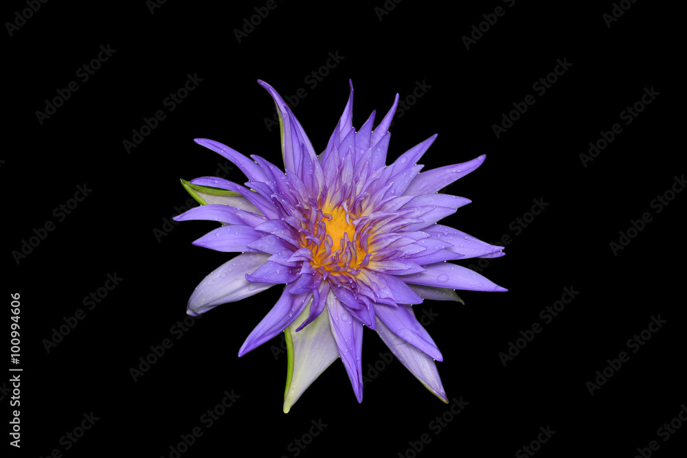 Violet lotus flower (nymphaea spp (hybrid) on back Backgrounds for Backgrounds/textures Violet lotus flower (nymphaea spp (hybrid) on back Backgrounds for Backgrounds/textures