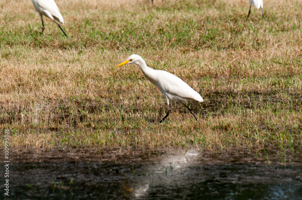 Fototapeta premium Whooping Crane