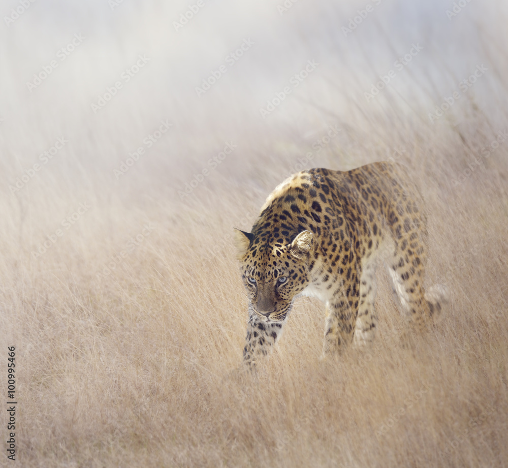 Naklejka premium Leopard in The Grass