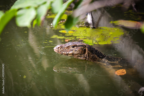 Water monitor live habitat where is water  lake and river. Outdo