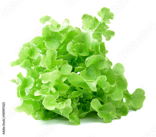 fresh lettuce leaves isolated on white