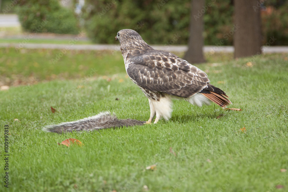Obraz premium Red Tail Hawk and Prey