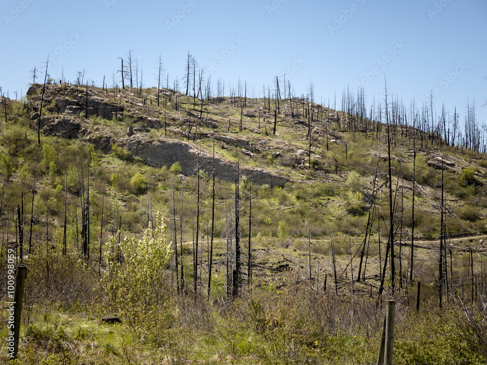 Burnout Area of Mountain Forest