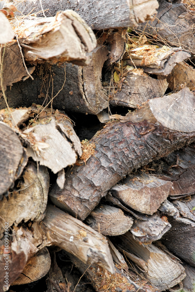 Pile of wood logs on the edge of the forest Pile of wood logs on the edge of the forest