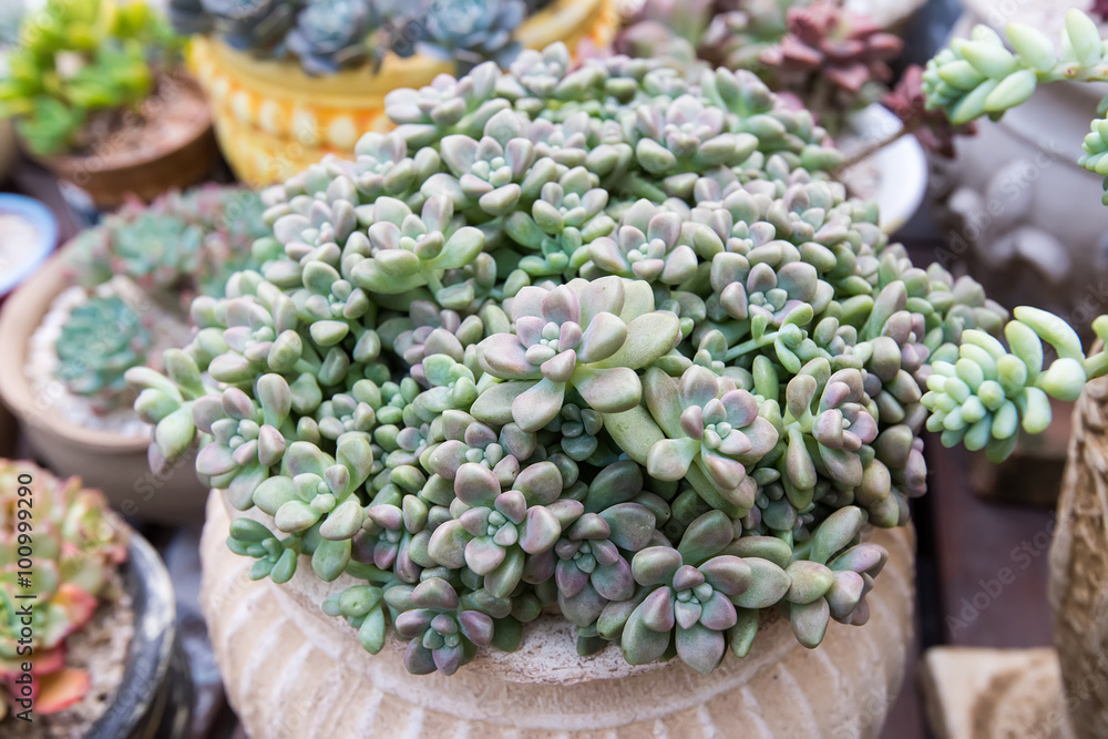 Fototapeta premium Miniature succulent plants