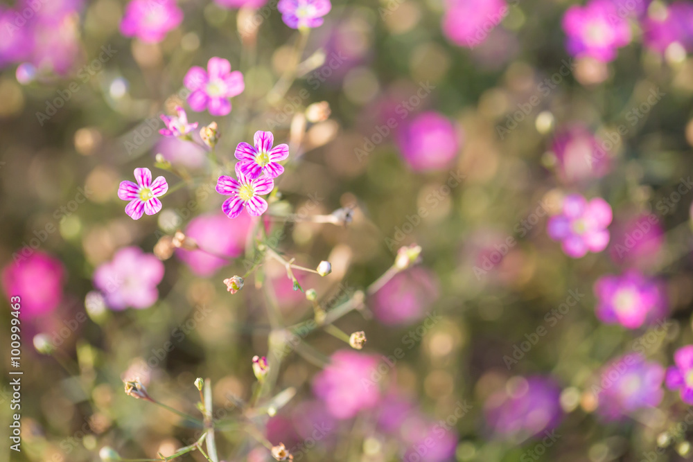 gypsophila flower as background gypsophila flower as background