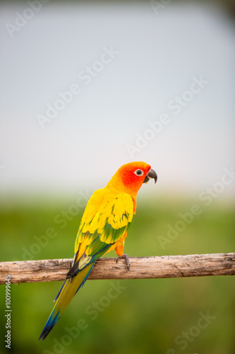 Colorful yellow parrot, Sun Conure (Aratinga solstitialis), stan