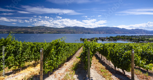 Sunny Vineyard Scene