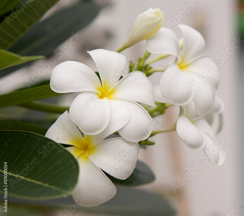 Frangipani flowers © ninun
