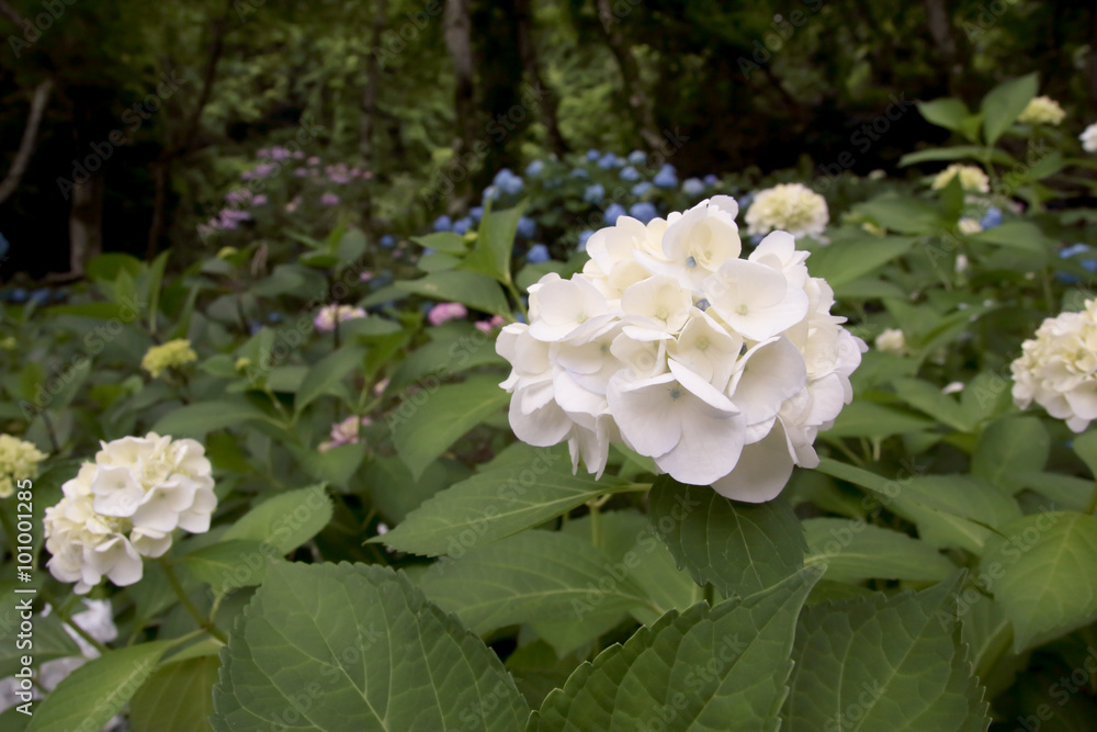 Hydrangea Hydrangea