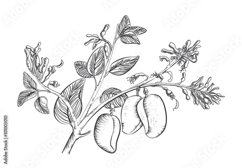 Griffonia Simplicifolia