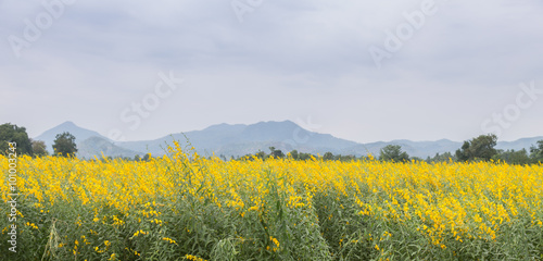 The farm of Crotalaria Juncea flower which use for soil improvem