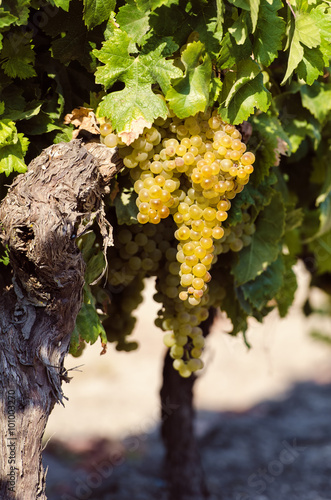 White wine grapes in vineyard photo