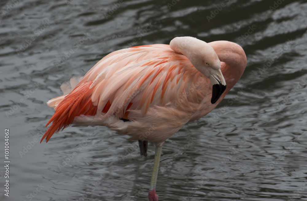 Flamingo wildlife