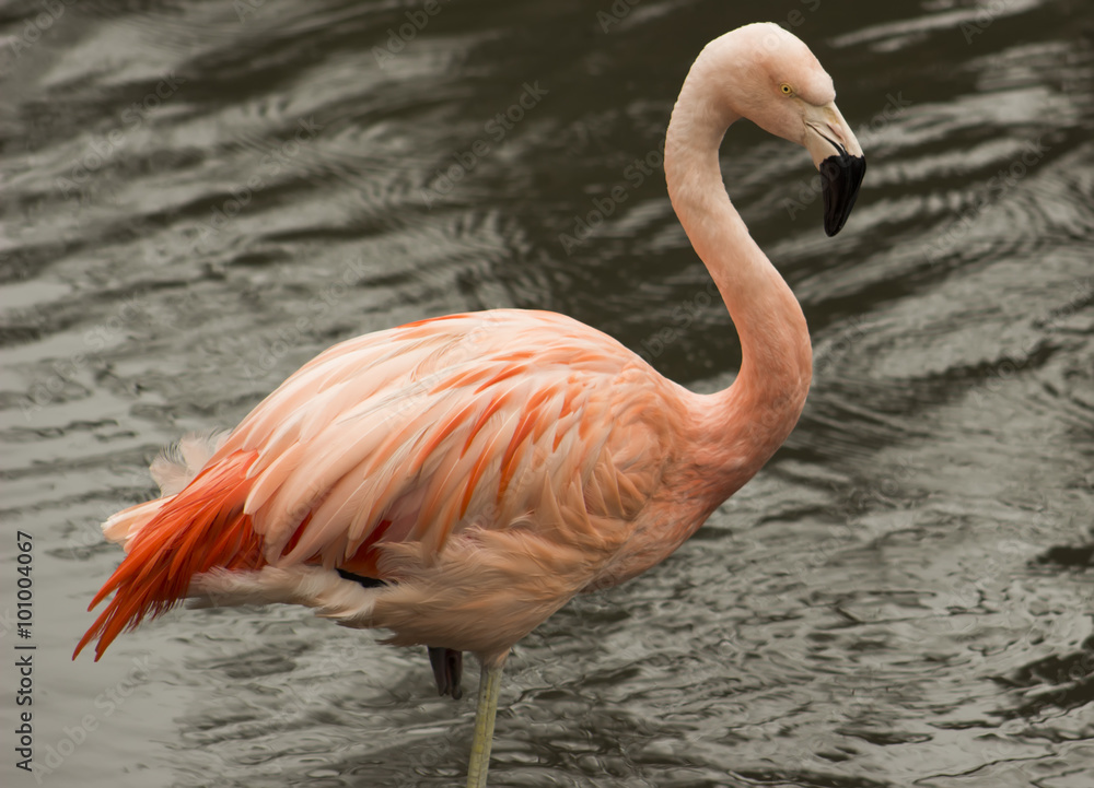 Flamingo wildlife