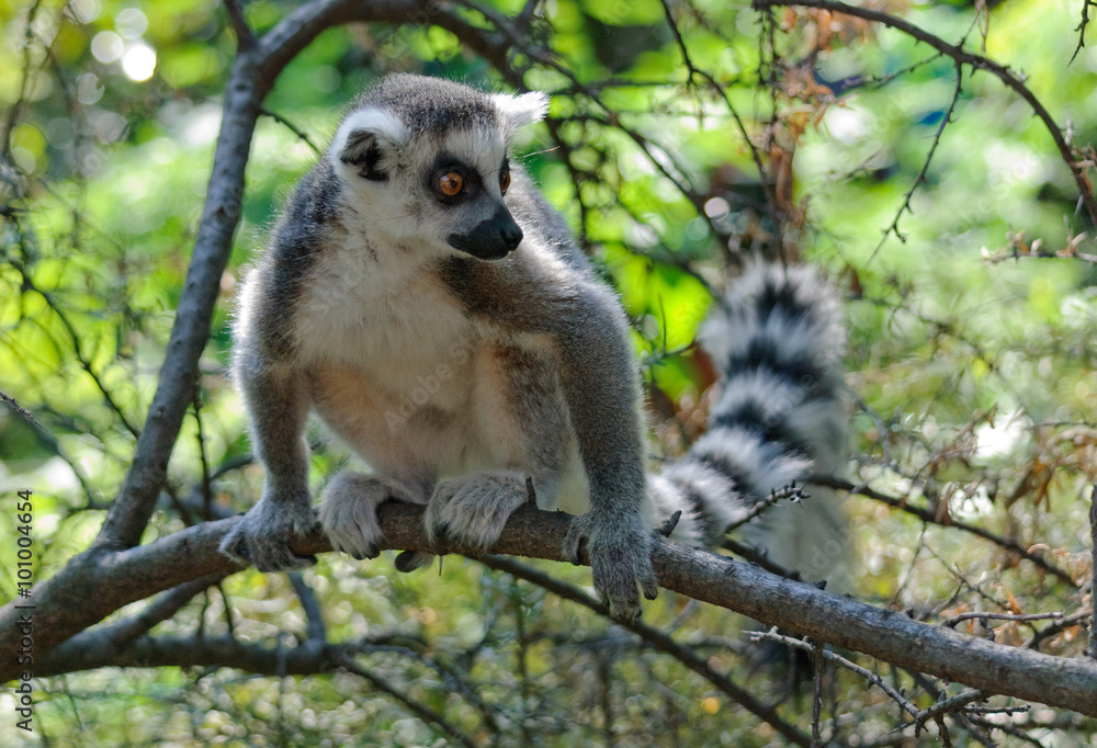 Fototapeta premium lemur on a tree