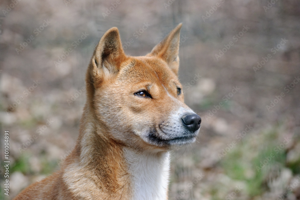 new guinea singing dog close up portrait new guinea singing dog close up portrait
