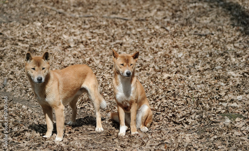 new guinea singing dogs couple