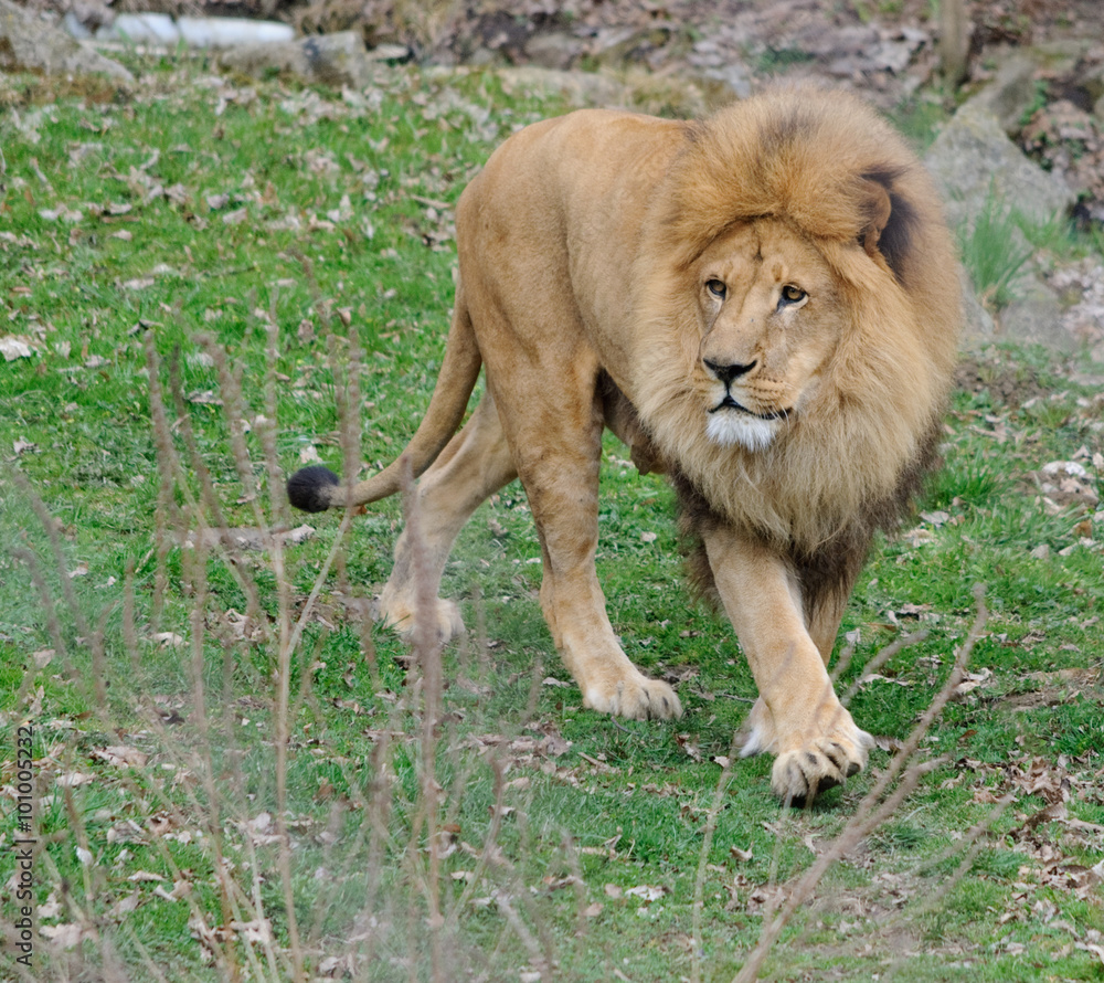 Naklejka premium african lion