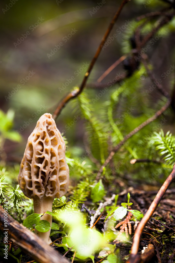 Small Morel Mushroom Growing Small Morel Mushroom Growing