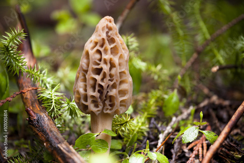 Small Edible Morel Mushroom Growing