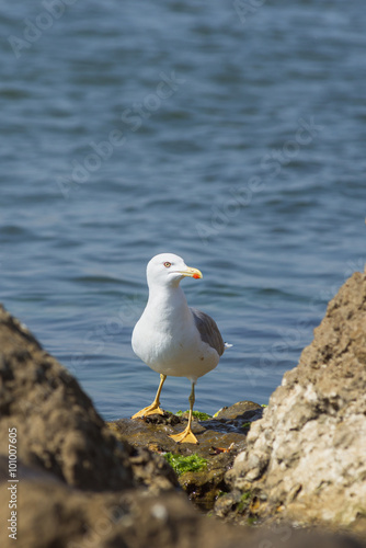 Gull on the rocks