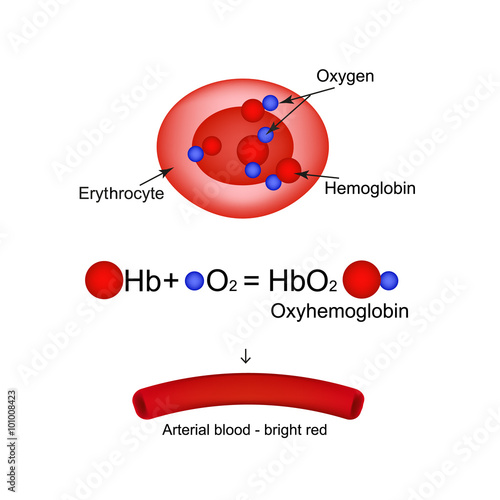 Oxyhemoglobin. Hemoglobin carries oxygen. Infographics. Vector illustration