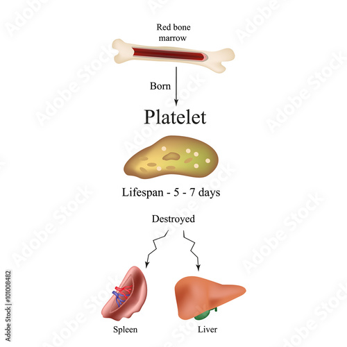 Limbo platelets in the bone marrow. Dieback of platelets in the spleen, the liver. The life of the platelet. Infographics.