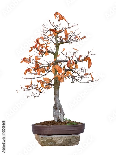 Bonsai tree beech red - Fagus silvatica Atropurpurea