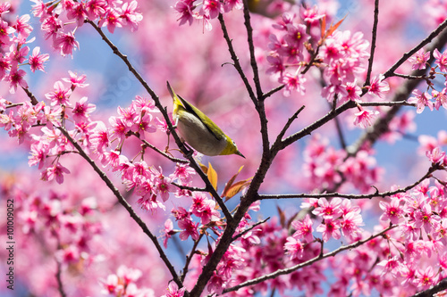 Little bird on wild himalayan cherry tree