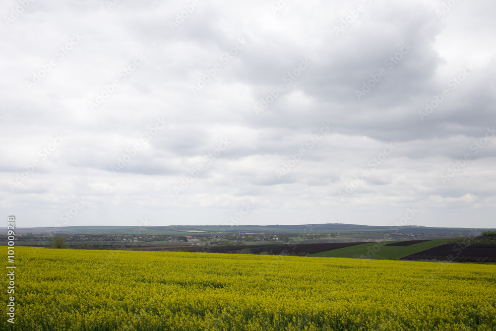 Obraz premium Rapeseed field.