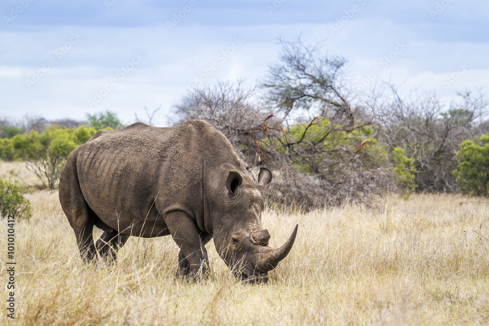 Southern white rhinoceros in Kruger National park, South Africa Southern white rhinoceros in Kruger National park, South Africa