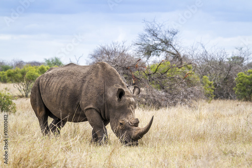 Fototapeta Southern white rhinoceros in Kruger National park, South Africa