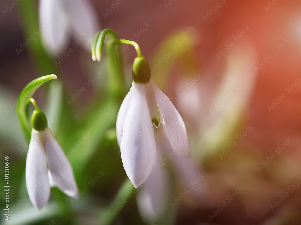 Spring snowdrop flowers blooming in sunny day Spring snowdrop flowers blooming in sunny day