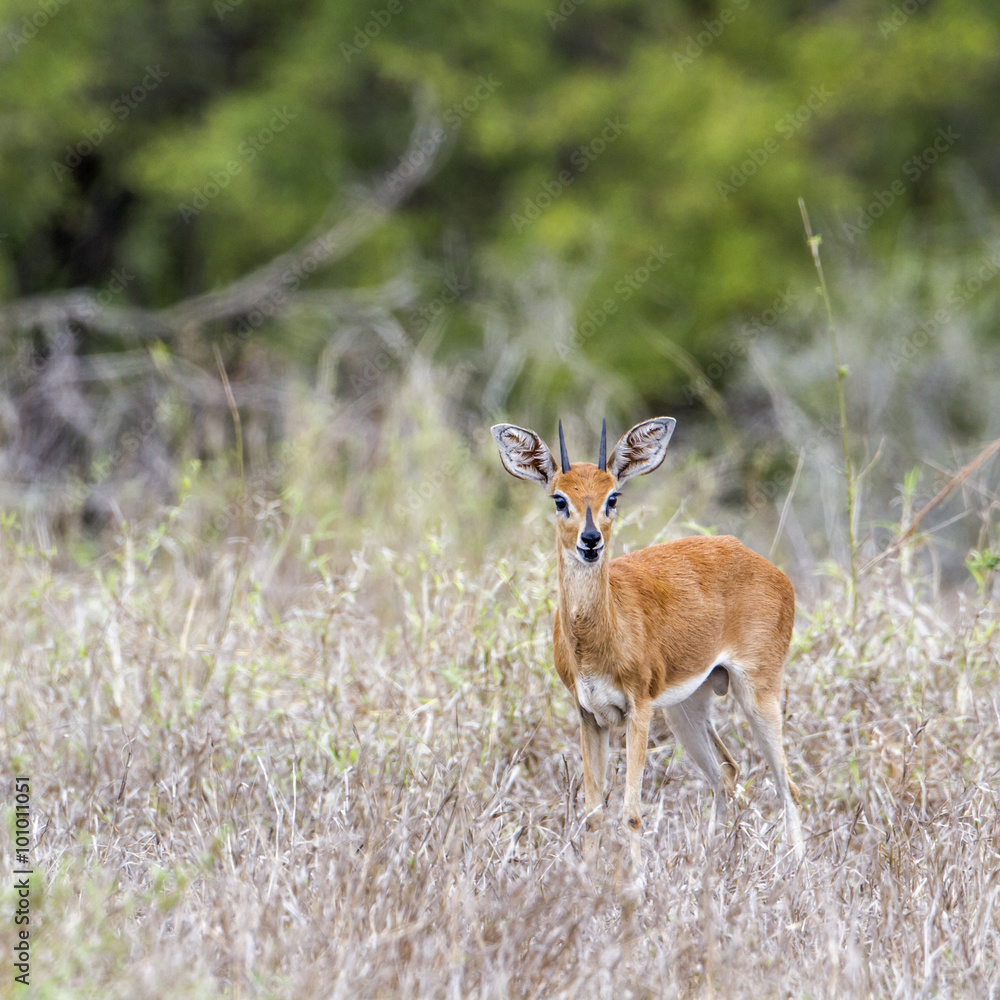 Steenbok in Kruger National park, South Africa