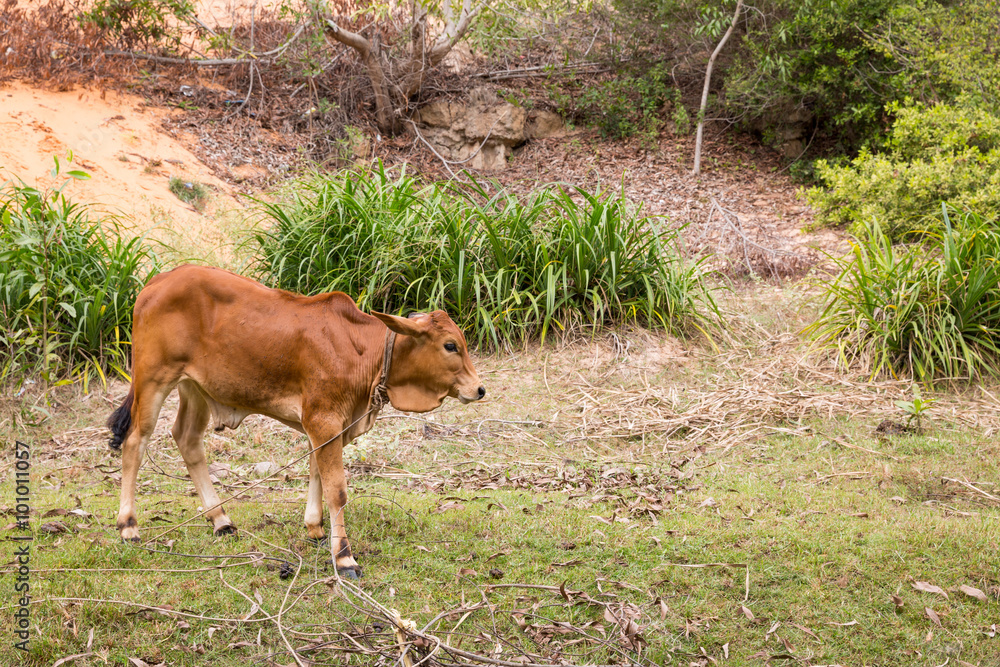 Kuh im Gras in Vietnam