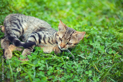 Cat lying in clover