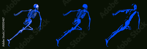 Human Body and Skeleton Anatomy