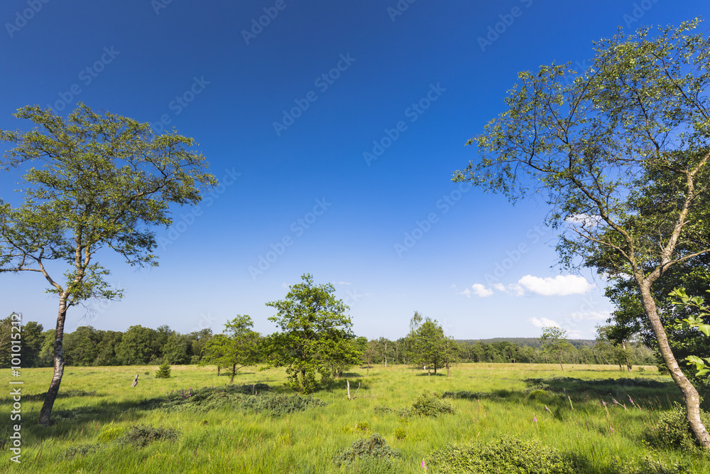 Trees And Green Landscape In The High Fens, Belgium