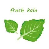 Fresh kale vector illustration