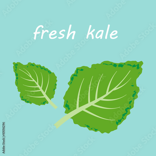 Fresh kale vector illustration
