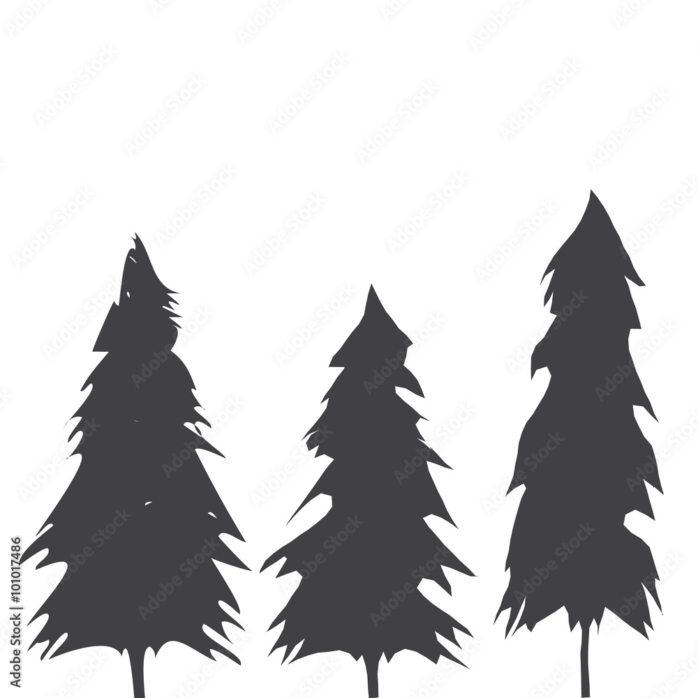 Obraz premium Pacific northwest old growth evergreen tree
