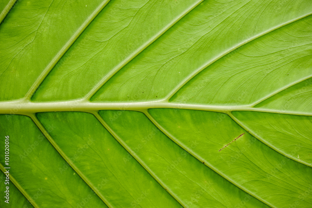 big green leaf texture horisontal big green leaf texture horisontal