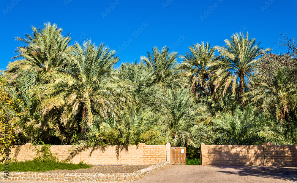 Palm trees in Al Ain Oasis, the Emirate of Abu Dhabi