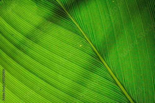 Texture of  green leaf as background