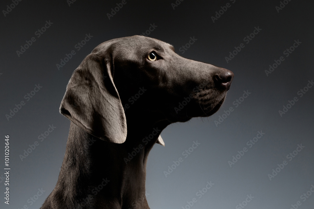 Close-up Portrait Weimaraner dog in Profile view on white gradient Close-up Portrait Weimaraner dog in Profile view on white gradient