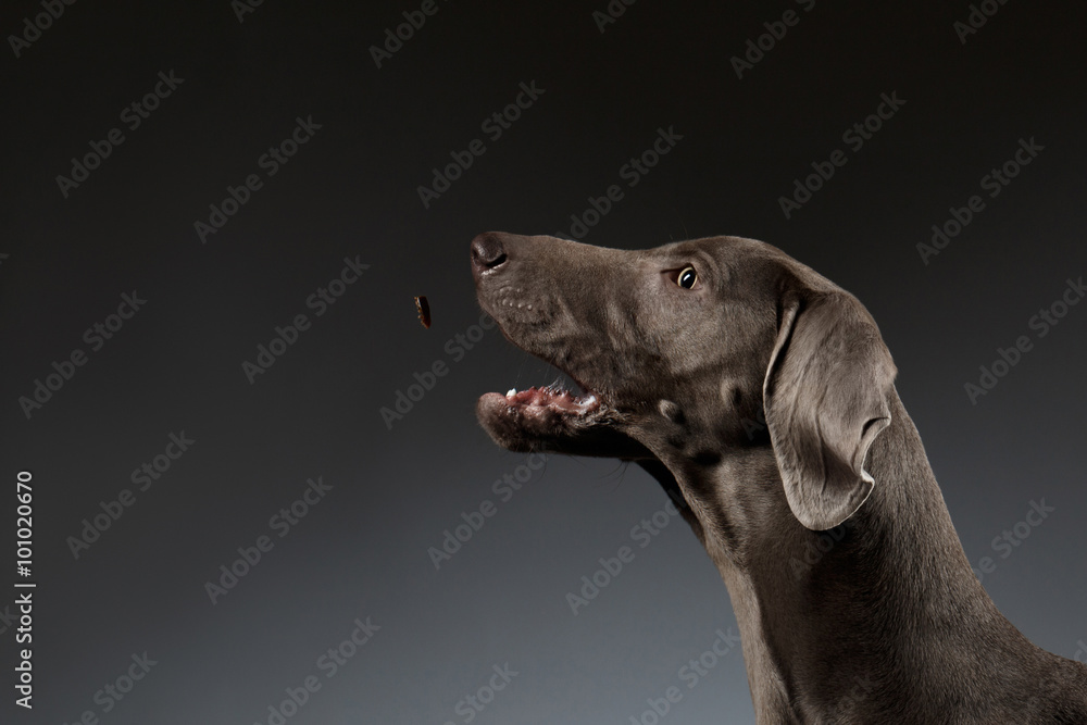 custom made wallpaper toronto digitalClose-up Portrait of Weimaraner dog catching food on white gradient