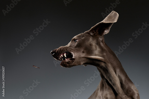 Close-up Portrait of Weimaraner dog catching food on white gradient © seregraff