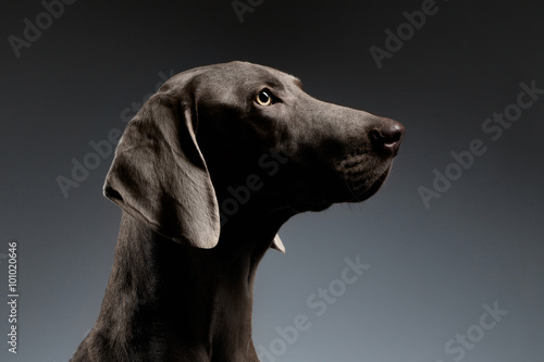 Close-up Portrait Weimaraner dog in Profile view on white gradient